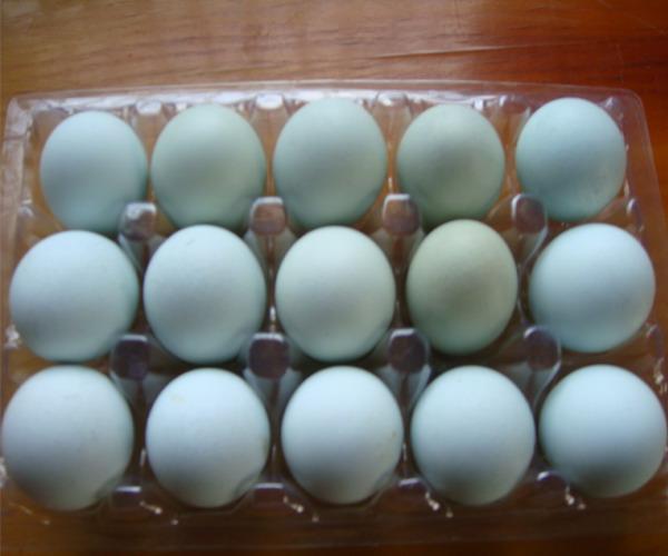 宏达美容养颜的绿壳蛋鸡苗