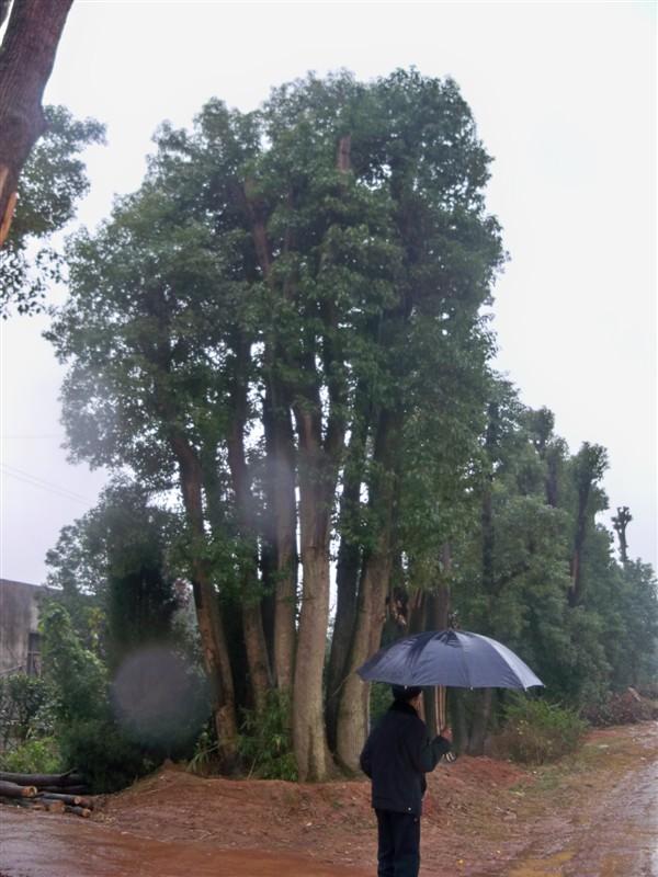 铜陵香樟树种植基地批发