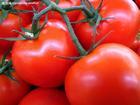 供应番茄红素图片