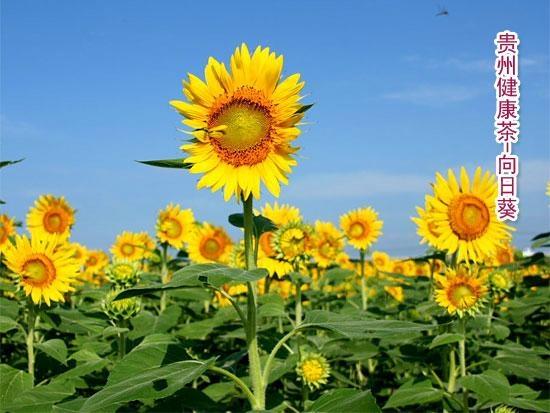 供应向日葵/葵花/太阳花