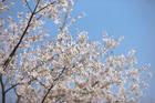 樱花树价格资料查询  樱花价格  樱花苗木绿化品种