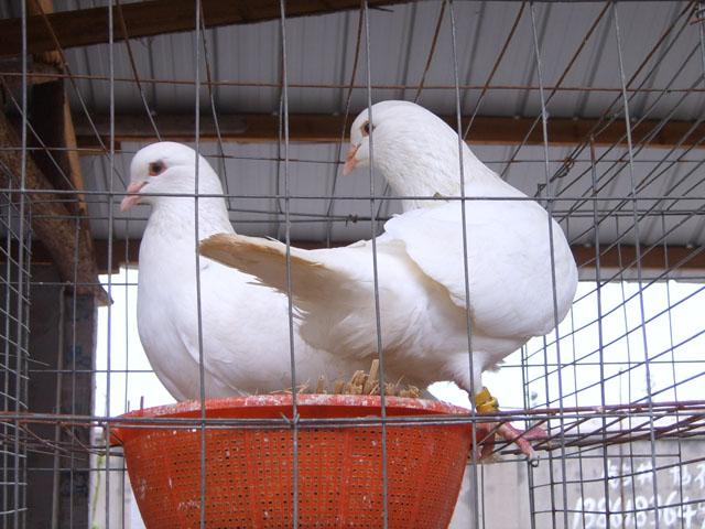供应国内最大的种鸽养殖场