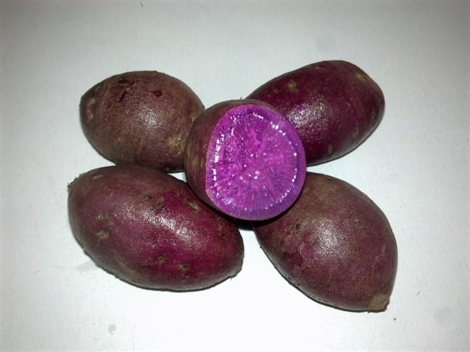 【紫薯的种植条件】