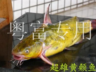 黄骨鱼养殖技术批发