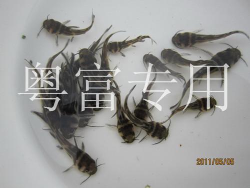 广州市黄骨鱼苗的养殖厂家黄骨鱼苗的养殖技术