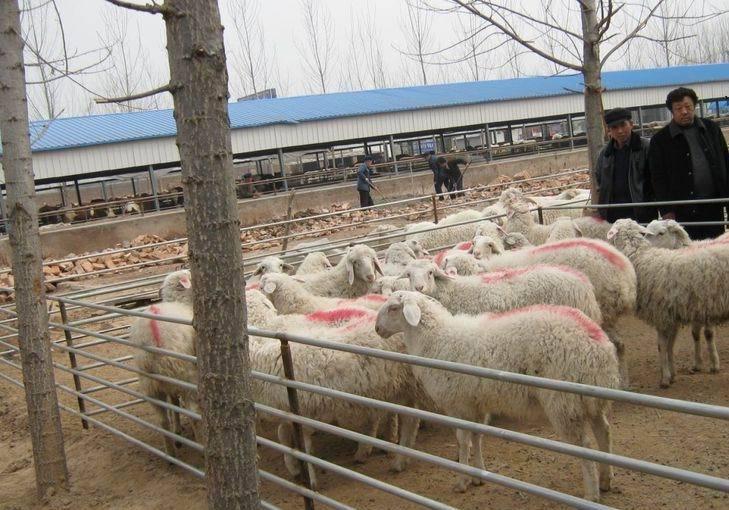 纯种波尔山羊多少钱一只-山东和谐肉牛种羊养殖场 