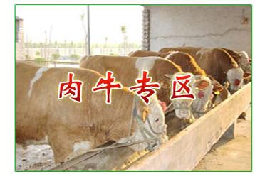 供应湖南湘潭肉牛养殖场……湘潭肉牛养殖基地图片