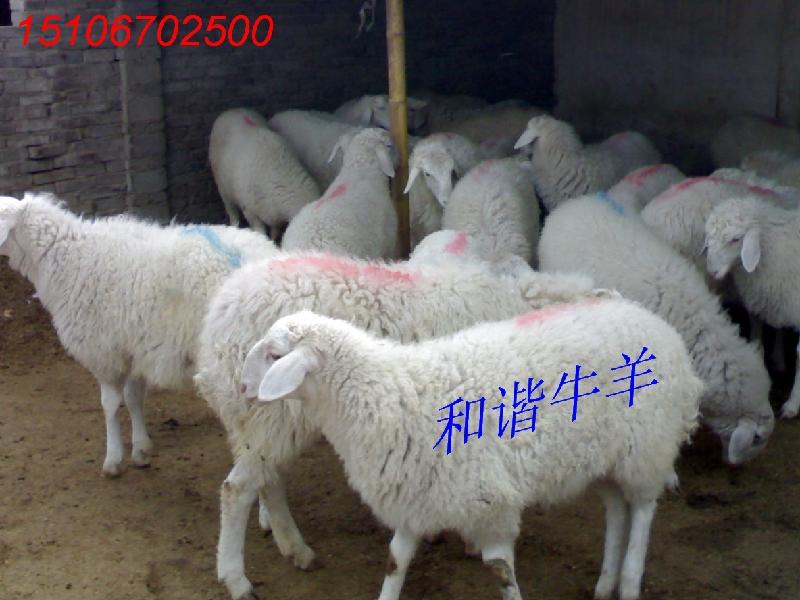 供应黑龙江省的小尾寒羊养殖场在哪里，东北小寒羊多少钱一只图片