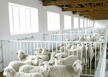 黑龙江小尾寒羊价格-山东和谐肉牛种羊养殖场 图片