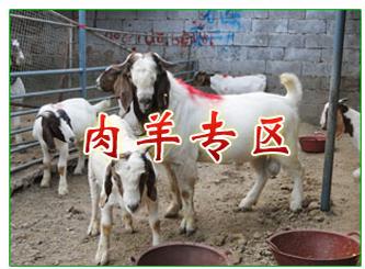 供应湖南怀化波尔山羊养殖场……怀化波尔山羊价格山东和谐养羊场图片
