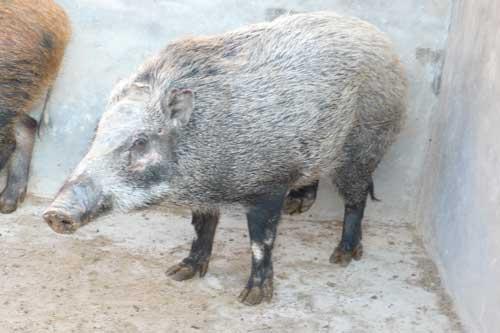 供应生态野猪肉原生态大型野猪养殖基地