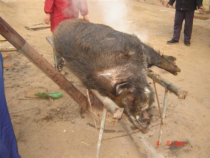 供应江苏野猪养殖安徽大型野猪养殖基地