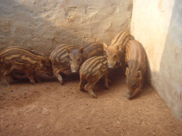 供应新疆野猪养殖甘肃大型野猪养殖基地