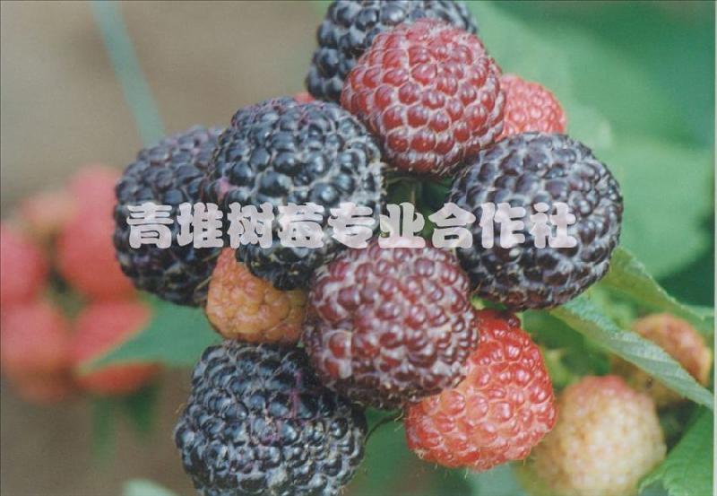 封丘青堆树莓厂家大量批发树莓干果 树莓冻果 价格低