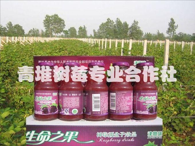 树莓果汁代理加盟批发