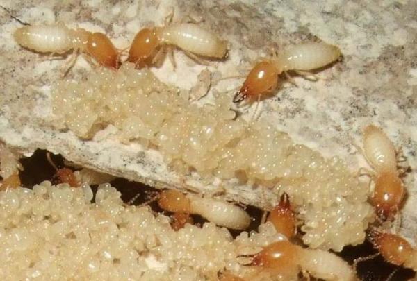 每年的5至7月是白蚁等害虫的繁殖季批发