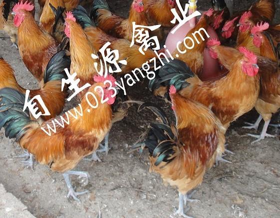 供应蓬安土鸡品种蓬安生态土鸡图片