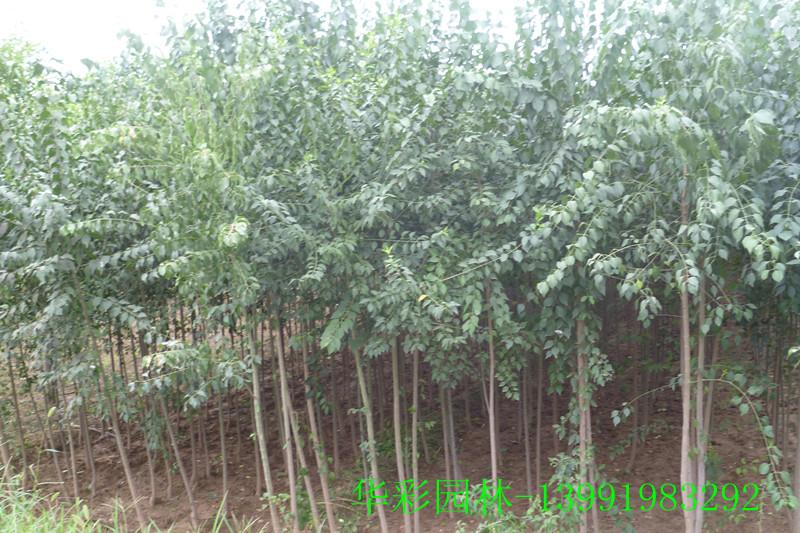 供应西安丝绵木种植基地，丝绵木价格，丝绵木供应商