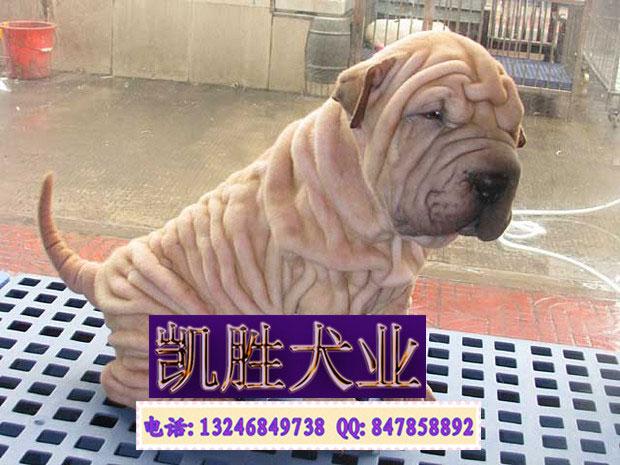 广州不掉毛的宠物狗沙皮犬_广州不掉毛的宠物