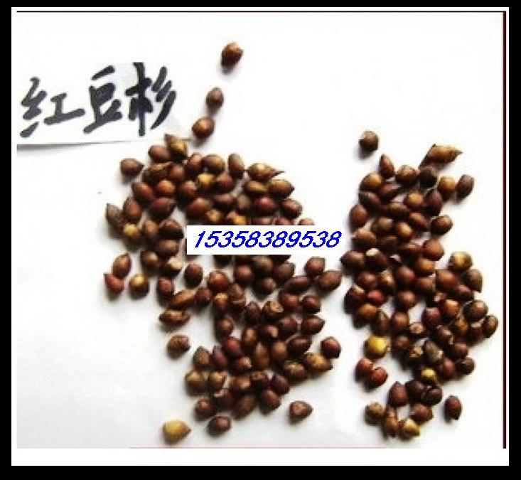 供应红豆杉种子曼地亚东北西藏南方图片