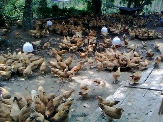 博白县英桥镇丰源种鸡养殖场