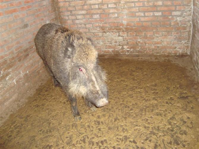纯种野猪养殖河北特种野猪肉供应商批发