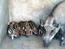 大型野猪养殖厂就在魏县众鑫野猪厂供应用于的大型野猪养殖厂就在魏县众鑫野猪厂