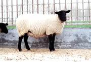 济宁市杜泊绵羊羊羔养殖育种杜泊绵羊羊羔厂家供应杜泊绵羊羊羔养殖育种杜泊绵羊羊羔繁育基地