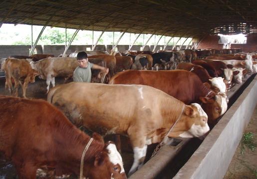 安徽西门塔尔牛牛犊高效养殖技术批发