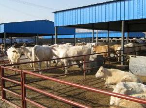 供应波尔山羊价格免费传授牛羊养殖技术