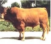 供应传授肉牛科学养殖技术确保养殖成功