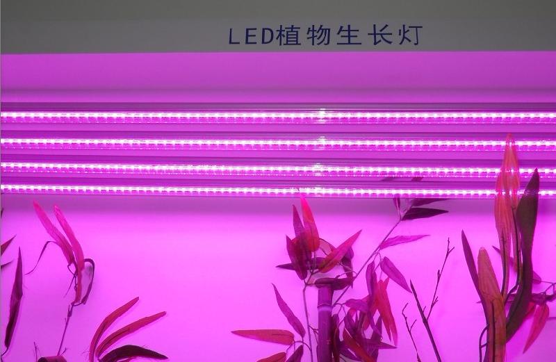 供应草莓专用生长灯，植物增产灯图片