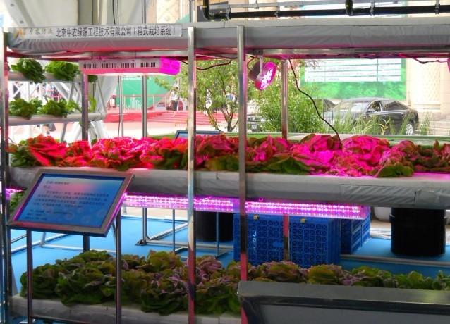 深圳市蓝莓专用生长灯增产灯厂家供应蓝莓专用生长灯植物增产灯