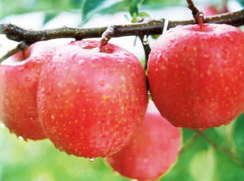 供应苹果树苗美国八号矮桩苹果