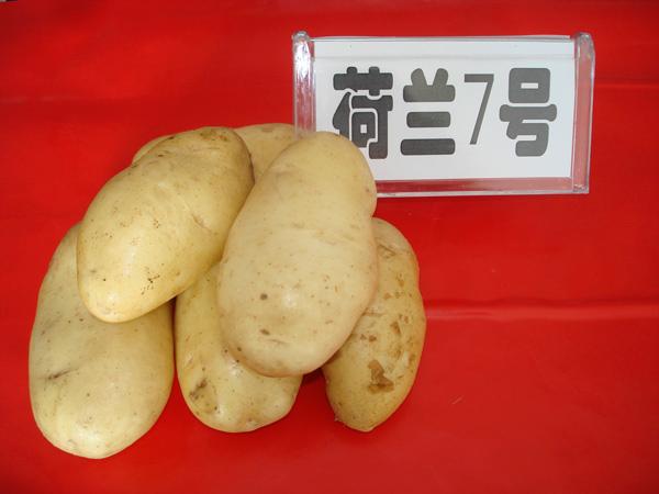 马铃薯种子荷兰7号脱毒土豆种子批发