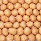供应土豆种子基地培育的优质马铃薯种子土豆种子/高产土豆种子批发价