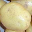 土豆种子脱毒土豆种子种植克新一号批发