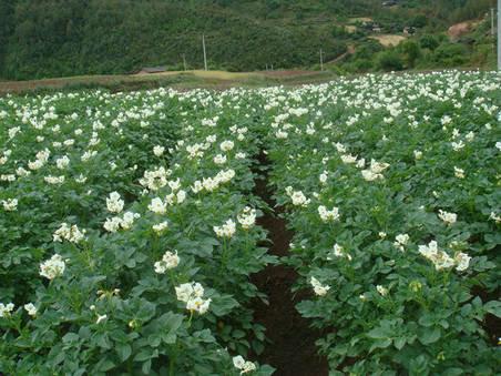 供应土豆种子脱毒土豆种子种植克新一号/高产土豆种子克新1号土豆种