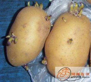 供应甘肃优质脱毒土豆种子荷兰七土豆种子/脱毒马铃薯种子荷兰7号