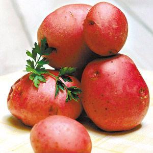 供应脱毒马铃薯种子脱毒土豆种子种植/马铃薯种子种植
