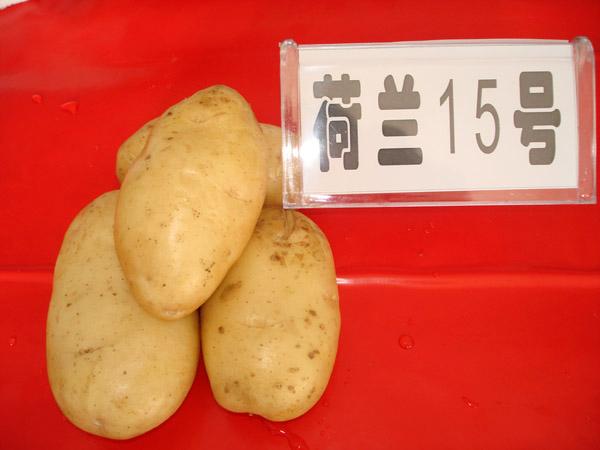 早熟马铃薯脱毒土豆种子荷兰7批发