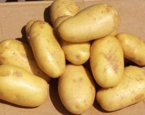 大量供应高产脱毒土豆种子马铃薯批发
