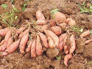 西农431红薯种子一品红薯种子批发