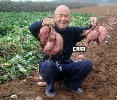 供应北京优质红薯良种育苗基地 北京金农丰源红薯种子公司