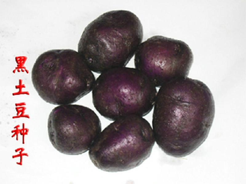 农科院提供顶级黑土豆种子黑土豆种批发