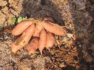 供应一品红薯种子新农四号红薯种子优质红薯种苗红薯种子培育中心图片