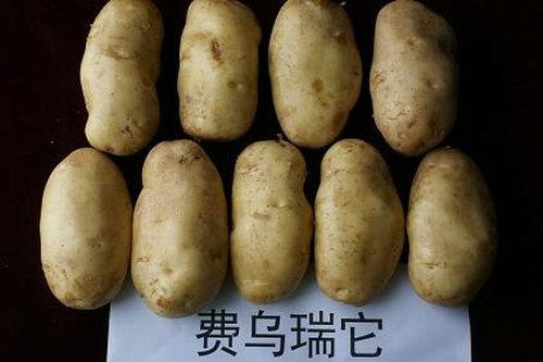 夏波蒂土豆种子价格马铃薯种薯价格批发