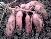 北京市脱毒徐薯18一代红薯种子红薯种苗厂家供应脱毒徐薯18一代红薯种子红薯种苗