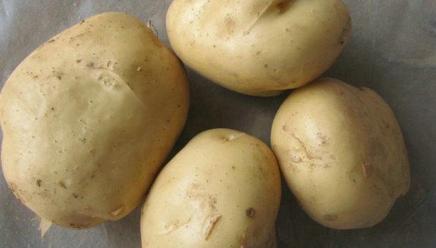 供应土豆种子价格行情酒泉土豆种子基地中国农科院马铃薯种薯预定价格