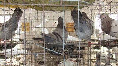 供应山东种落地王鸽养殖场